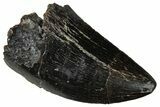 Serrated Tyrannosaur Tooth - Two Medicine Formation #299669-1